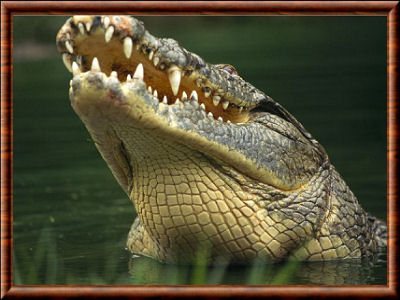 Crocodile du Nil 05