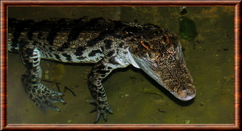 Crocodile du Siam 02