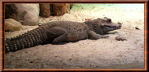 Crocodile nain 01
