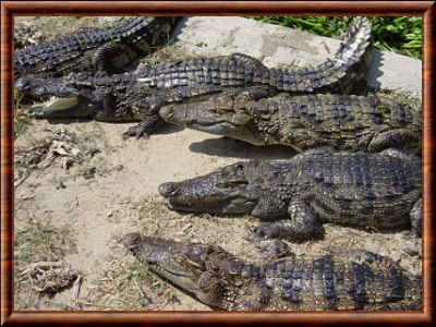 Crocodiliens 02
