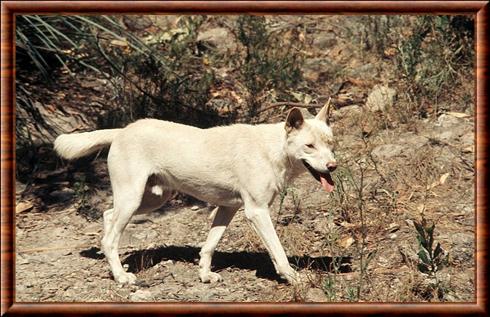 Dingo blanc