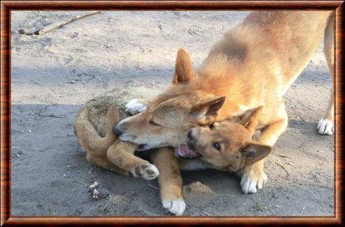 Dingo femelle et son petit.jpg