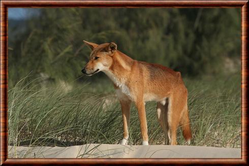 Dingo sur l'ile Fraser Queensland