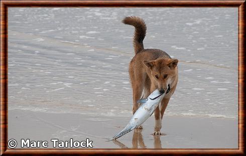 Dingo mange du poisson