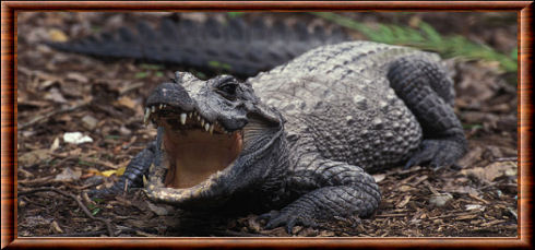 Dwarf crocodile