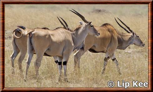 Eland au Masai Mara