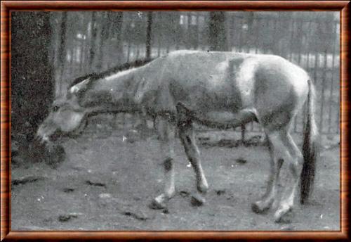 Equus hemionus hemippus