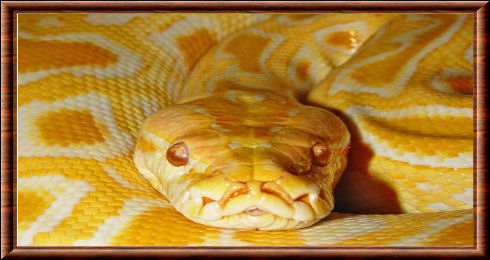 Python birman