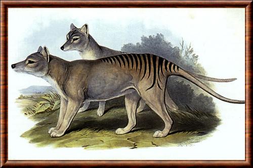 Extinction thylacine