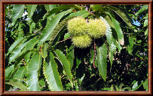 Fagaceae
