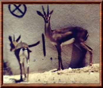 Gazelle de la reine de Saba (Gazella bilkis)