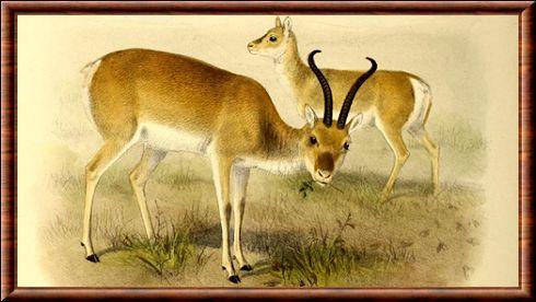 Gazelle de Przewalski dessin
