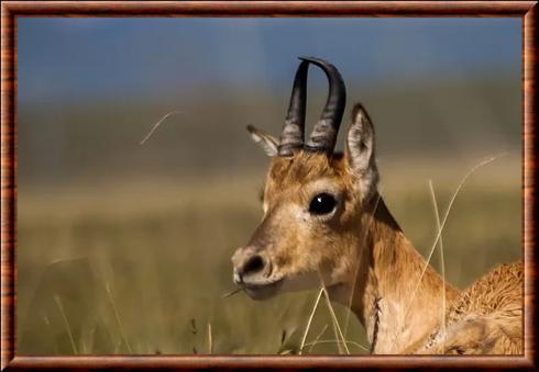 Gazelle de Przewalski portrait.jpg