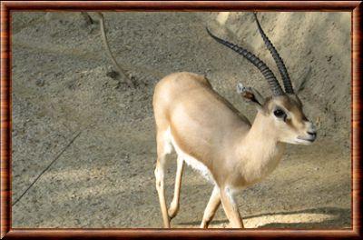 Gazelle de Rhim (Gazella leptoceros)