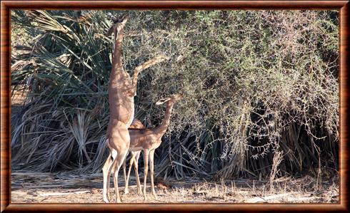 Gazelle de Waller Samburu national park