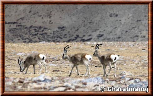 Gazelle du Tibet en troupeau.jpg