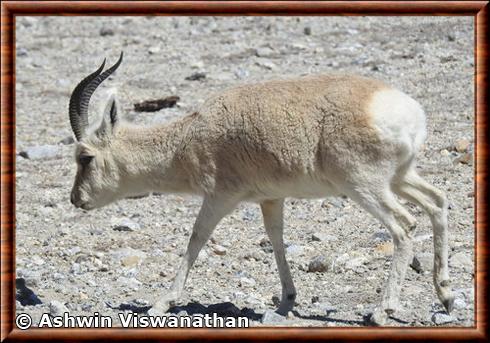 Gazelle du Tibet (Procapra picticaudata)