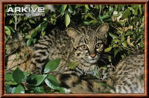 Geoffroys cat (Leopardus geoffroyi)