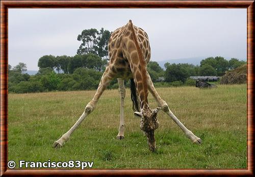 Girafe parc de Cabarceno