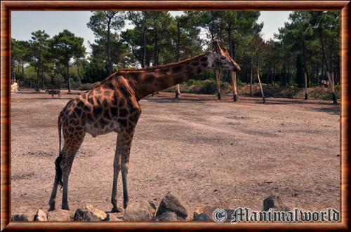 Girafe zoo Arcachon