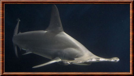 Grand requin-marteau 02