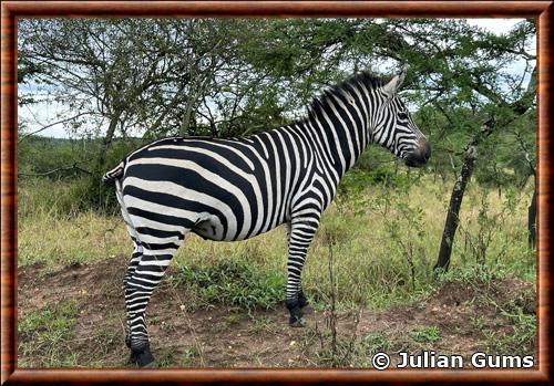 Grants zebras Equus quagga boehmi