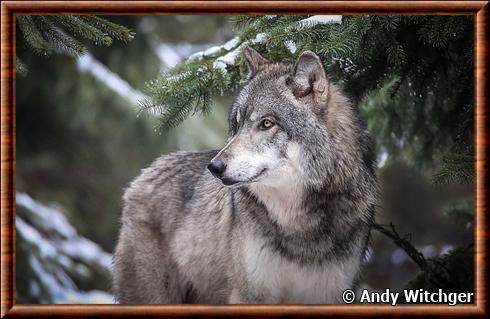 Great Plains wolf
