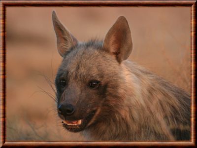 Hyène brune 05