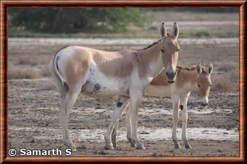 Indian wild ass (equus hemionus khur)