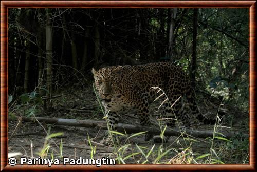 Indochinese leopard (Panthera pardus delacouri)