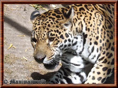 Jaguar zoo Amneville