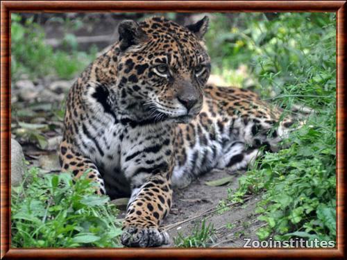 Jaguar zoo de Shanghai