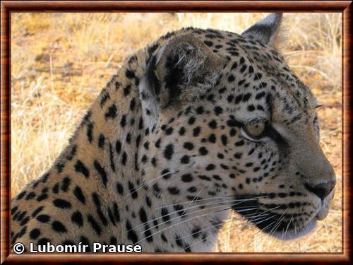Leopard africain portrait