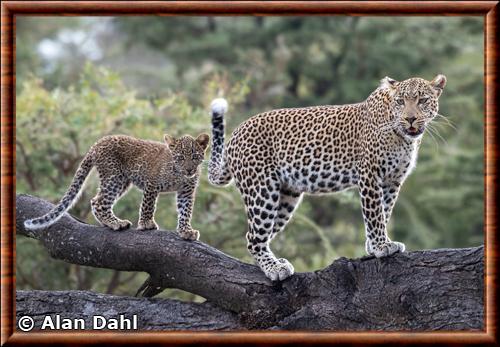 Leopard d'Afrique femelle