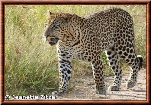 Leopard d'Afrique (Panthera pardus pardus)