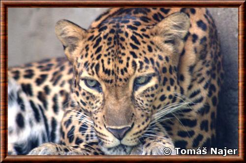 Leopard d Indochine gros plan