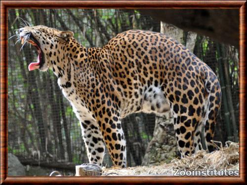 Leopard d Indochine (Panthera pardus delacouri)