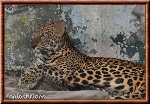 Leopard d Indochine zoo de Pata