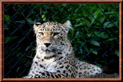 Leopard de Perse (Panthera pardus saxicolor)