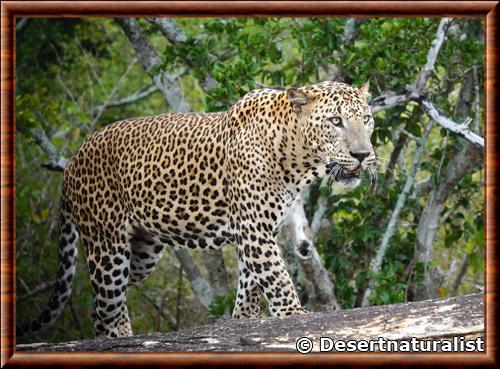 Leopard du Sri Lanka (Panthera pardus kotiya)