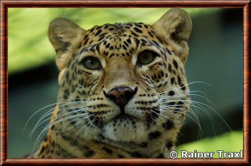 Leopard indien portrait