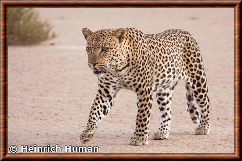 Leopard parc national Kgalagadi