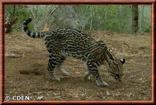 Leopardus pardalis albescens