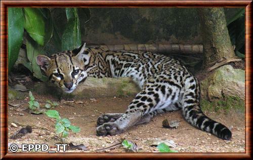Leopardus pardalis melanurus