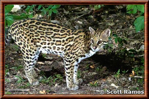 Leopardus pardalis mitis