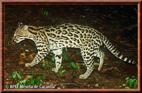 Leopardus pardalis nelsoni
