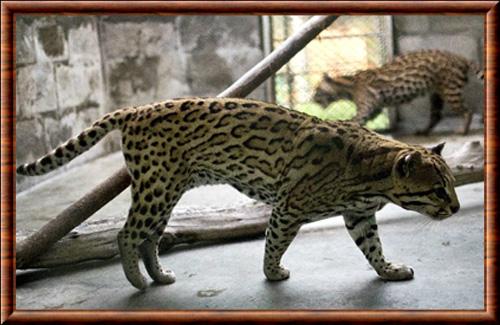 Leopardus pardalis pusaeus