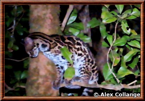 Leopardus wiedii glauculus