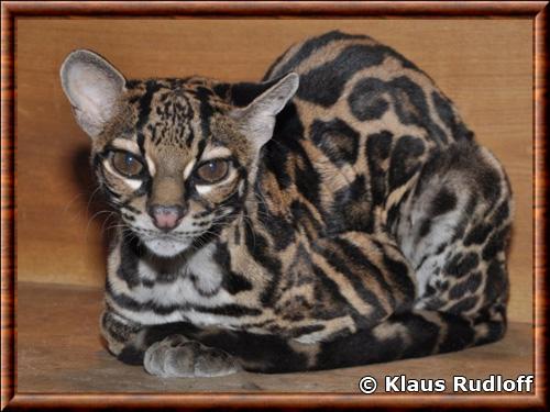 Leopardus wiedii nicaraguae