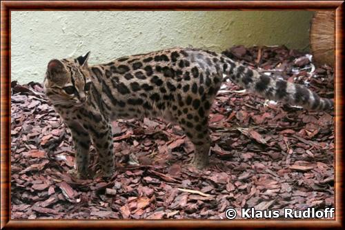 Leopardus wiedii yucatanicus